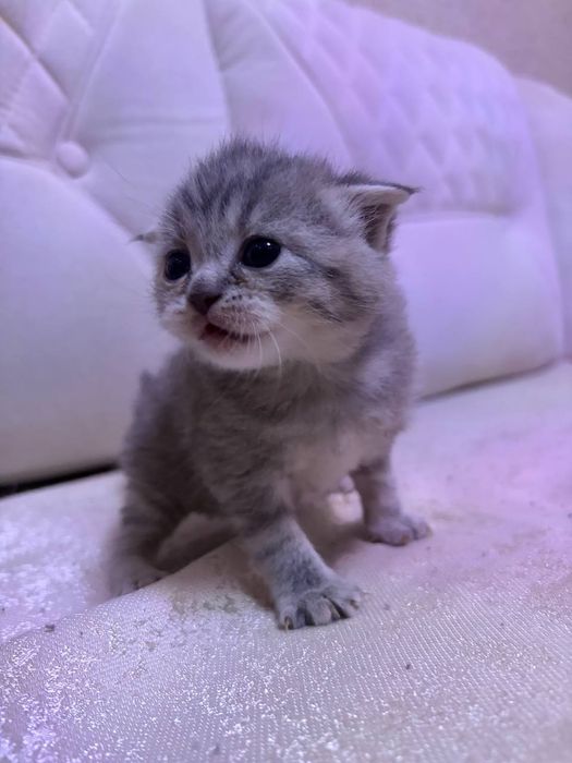 Готовятся к продаже котята скотиш фолд и скотиш страйт  девочка