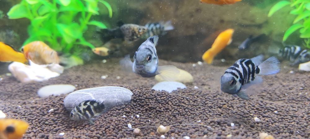 Рыбы моллинезии велифера и сапфировые попугаи