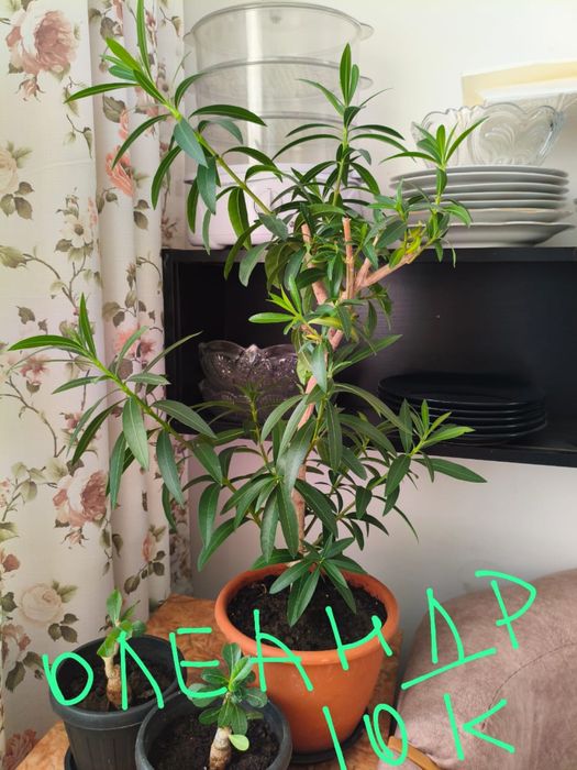 Комнатные цветы