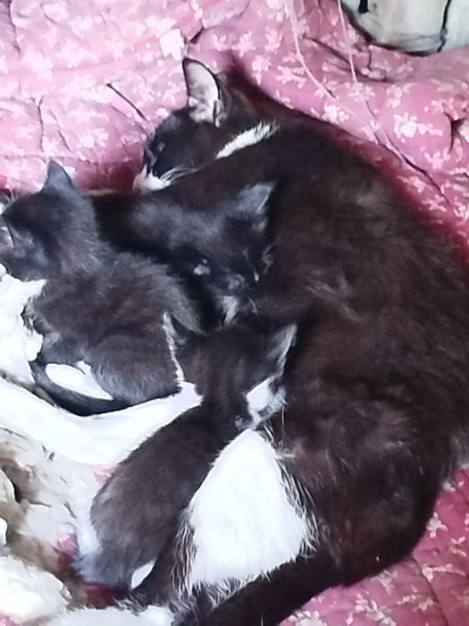 Отдам котят в добрые руки
