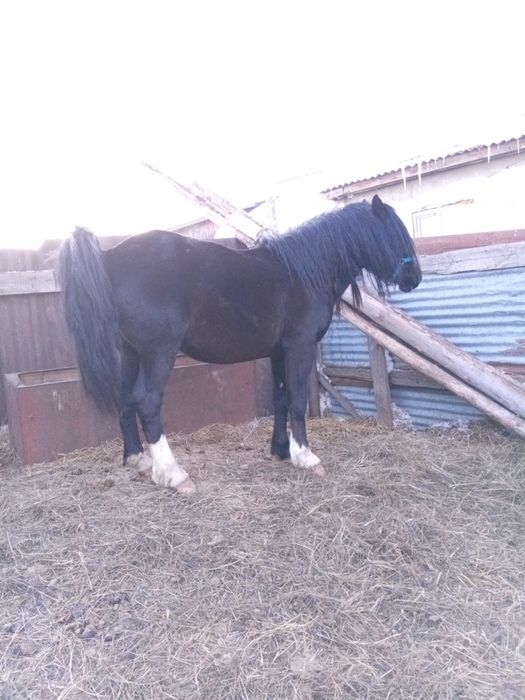 Продам жеребца .