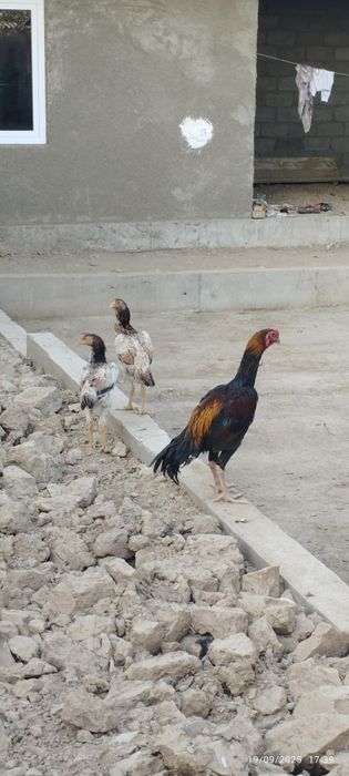 Zotli xo'rozlar sotiladi