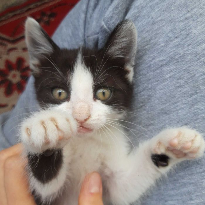 Подарявам котенца