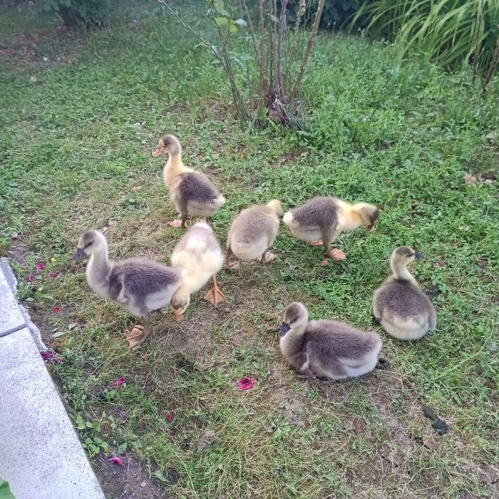 Boboci de gâscă, vârstă 2 saptamâni
