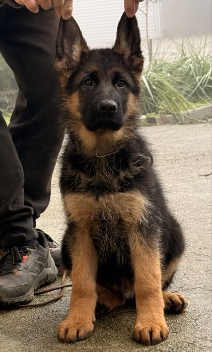 Немска овчарка мъжко куче