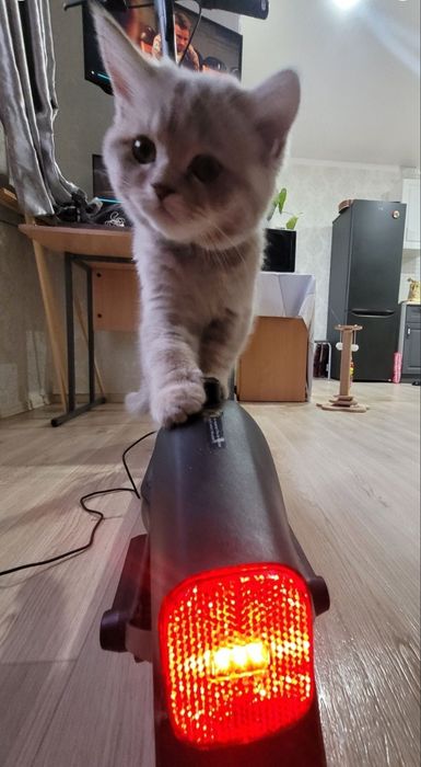 Электросамокат Ninebot F2 продажа