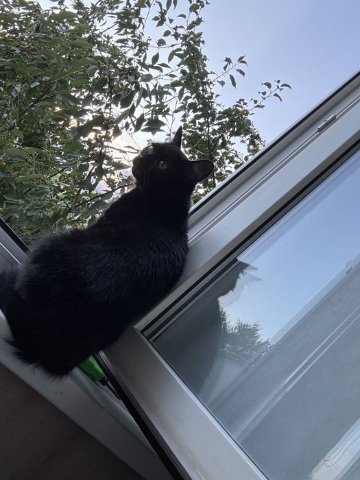 Срочно. Отдам котиков в добрые руки