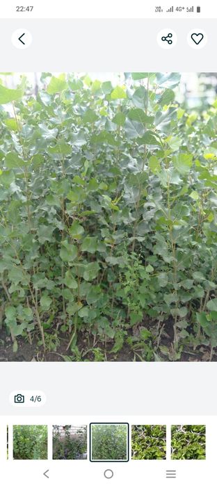 Саженцы вишни деревкое