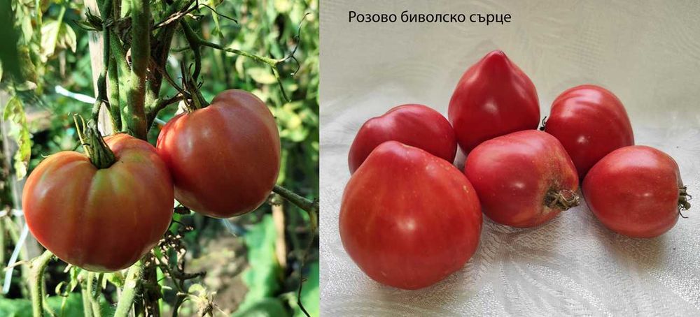 Семена от домашно отглеждани домати