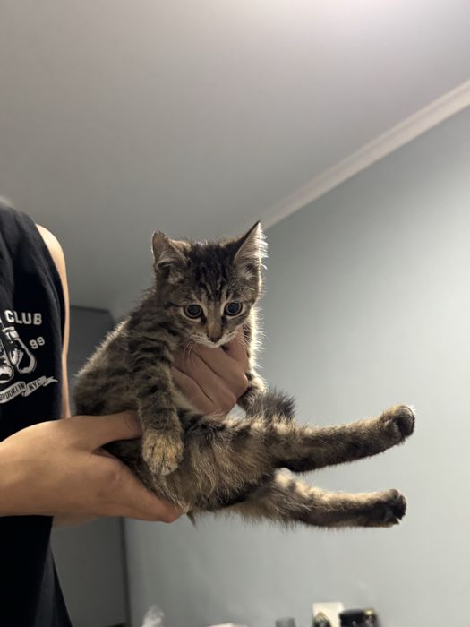 Котик даром в хорошие руки