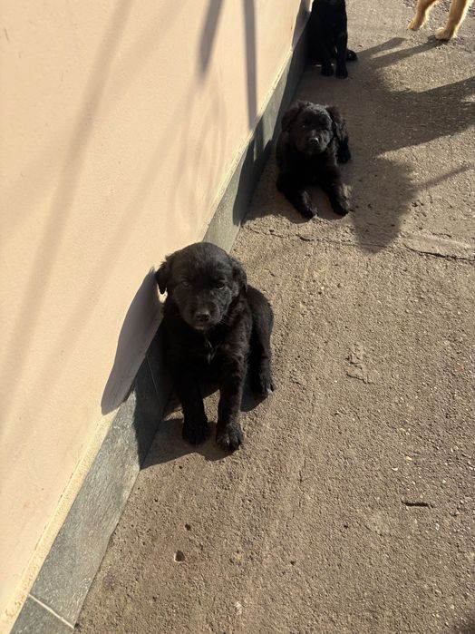 Подарявам кученца