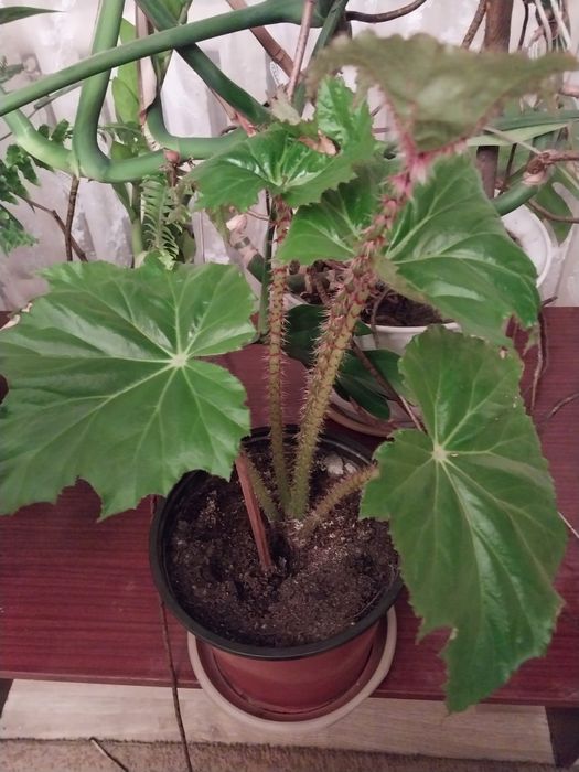 Продам комнатные цветы.