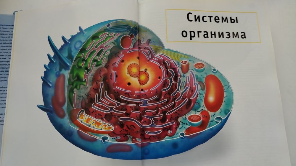 Срочно продам медицинский атлас человека