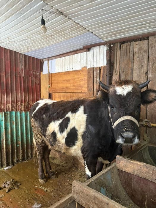 Срочно Продается коровы