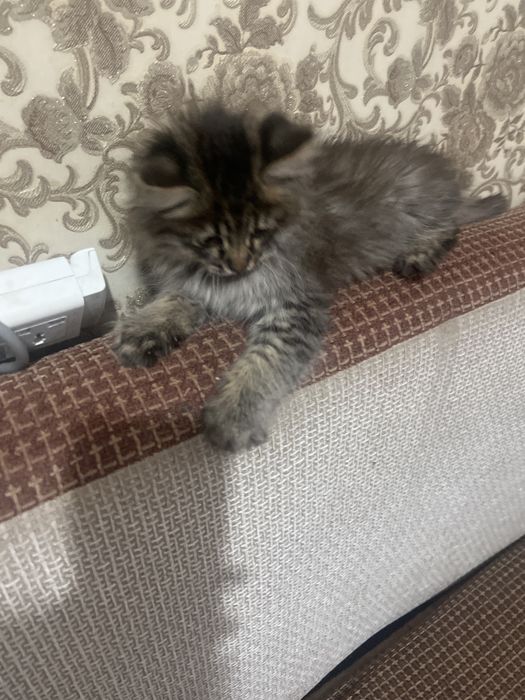 Котик очень красивый