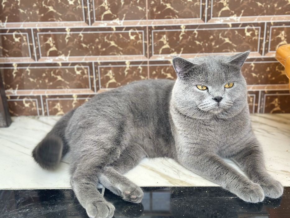 Кошка британская. Вязка.