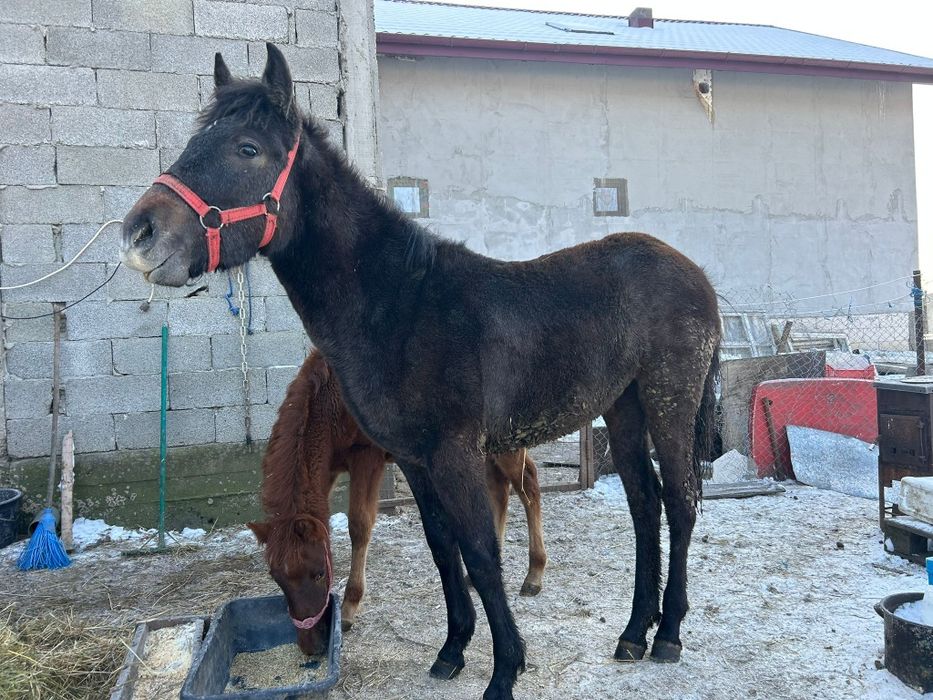 2 Mânze top sură și brează 7 luni-6 luni negociabil