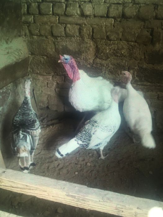 Продаются индюшиные яйца