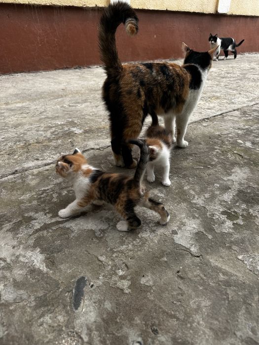 Котята Отдам за даром 1 месяц