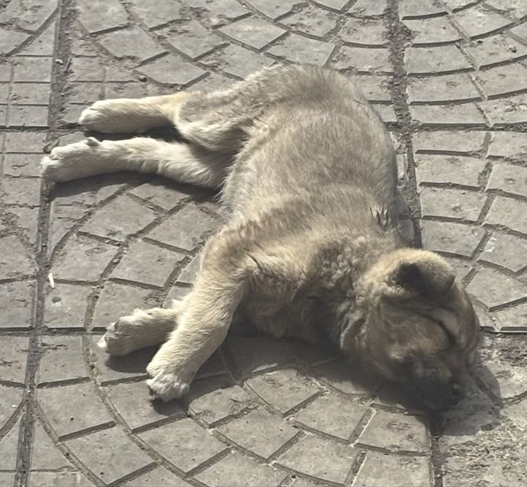 Отдам в добрые руки