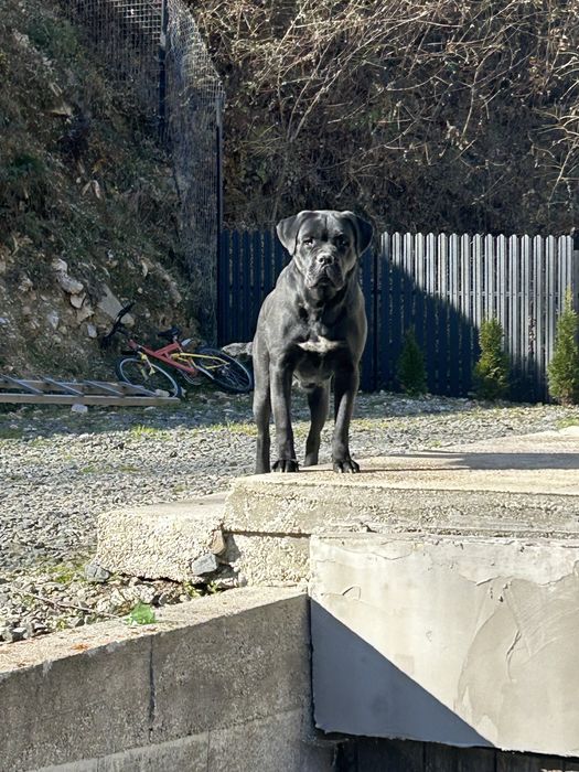 Hexi femela Cane Corso