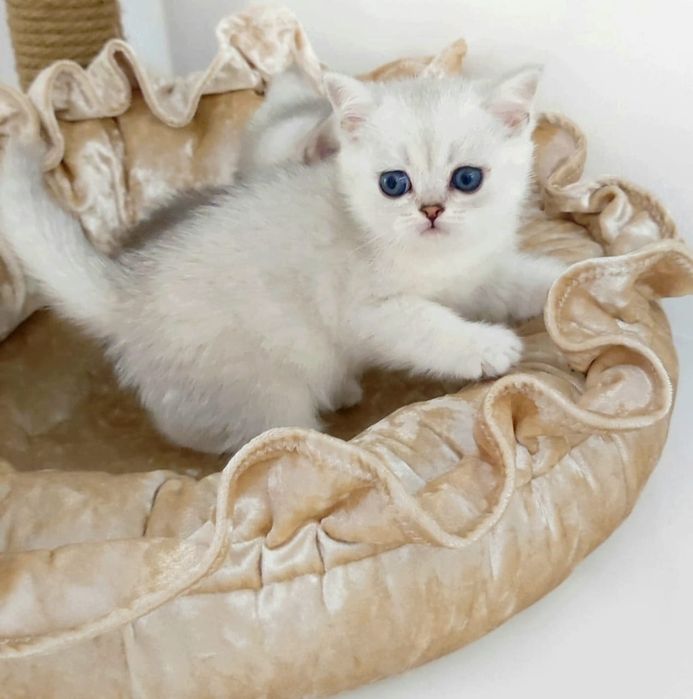 Британская шинШилла кошечка,