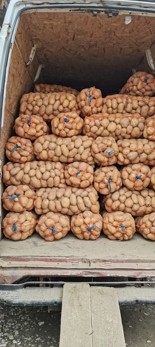 Vand cartofi consum alb si rosu recent sortat