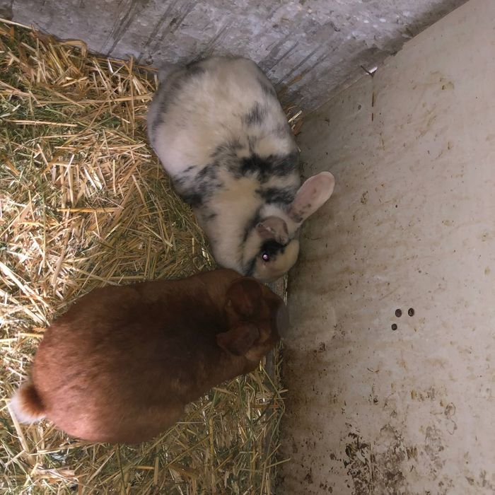 Quyonlar sotiladi satin