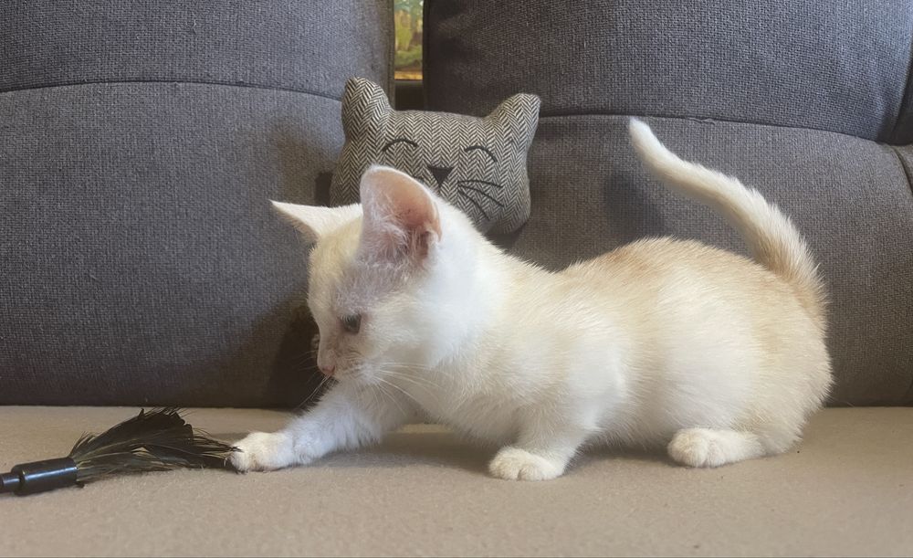 Pisoi Munchkin cu picioare scurte