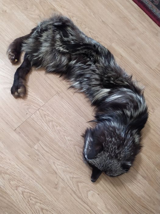 Etolă/guler din vulpe argintie întreagă (1 m)