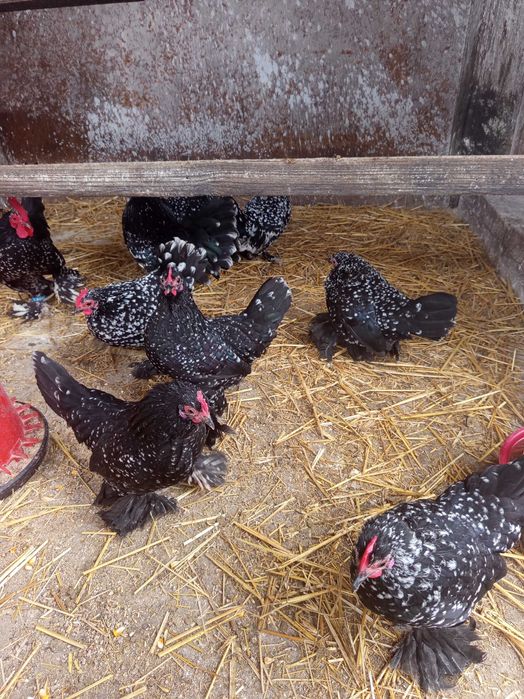 Vând oua pt incubat găini mii de flori