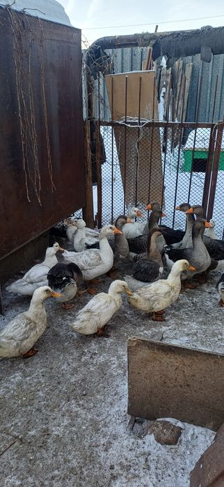 Продам Уток, Гусей, домашние