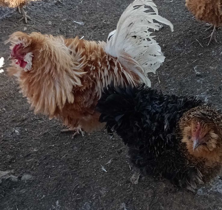 gaini frezate pereche