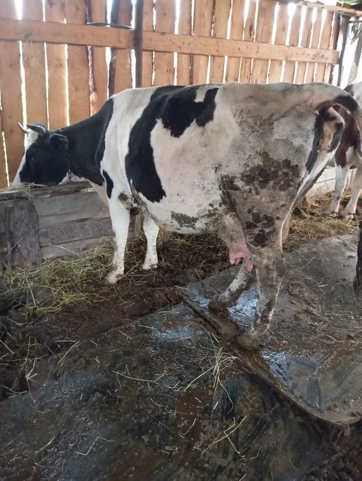 De vânzare trei vacii gestante