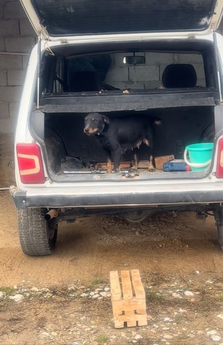 Ягдтерьер ягдтерьер