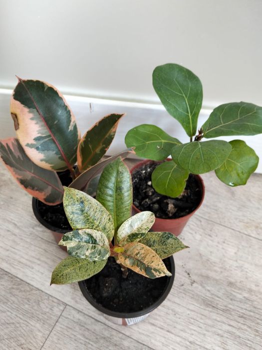 Продаются комнатные цветы от 2000 тенге