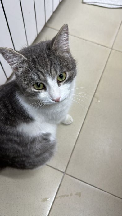 Ищу хозяев для Мурзика, кот, кастрирован!