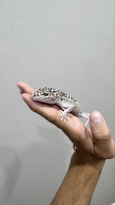 Иранский эублефар