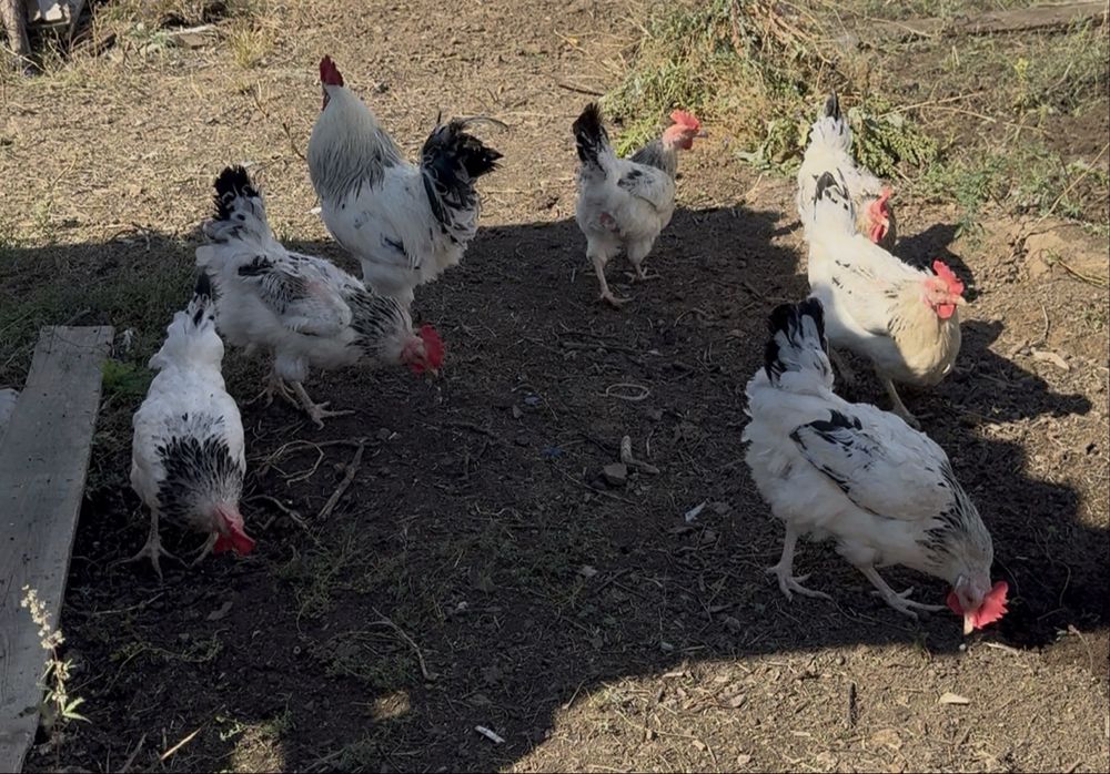 Продам куриц петухов цыплят