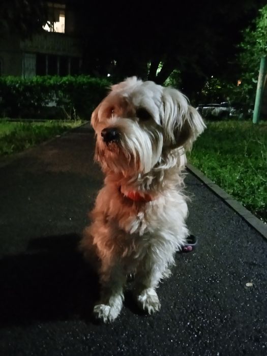 Балонка на вяску