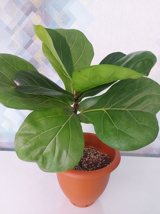 Продам фикус продам