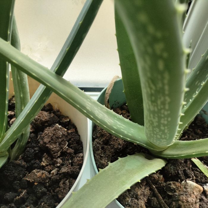 Алое Вера растение