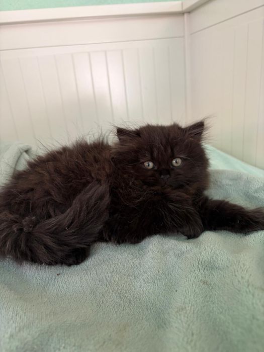 Pisica british shorthair, cu carnet de sanatate, vaccinata si deparazitata
