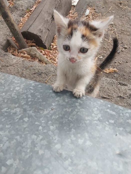Котенок в дар . Караганда
