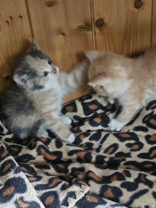 Котята ищат дом в хорошие руки