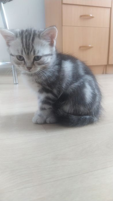 Продам кошечку 2 месяца