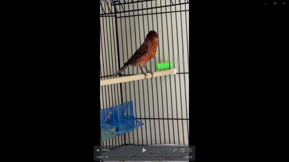 kanareyka nar sotiladi 2 ta