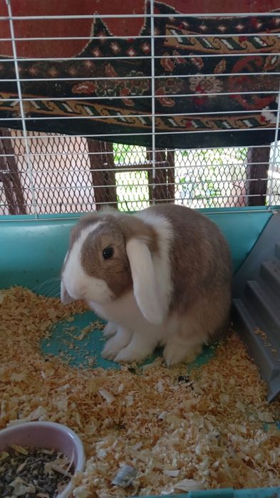 Кролик вислоухий