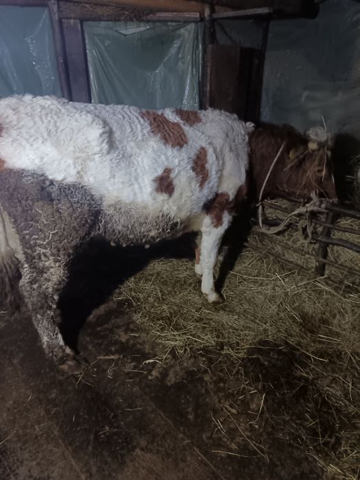 Vând 2  vaci de patru ani