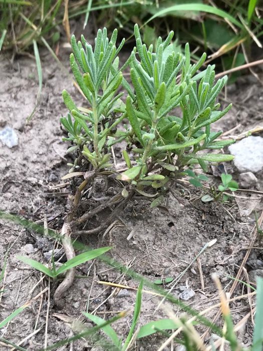 Лаванда кустики и сухая